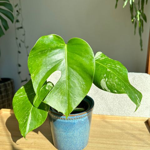 Monstera variegata til salgs. 3 blad + mye hvit i stammen