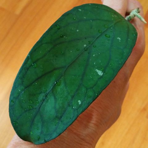 Hoya sp. Tanggamus - rotet; m. ny vekst på vei