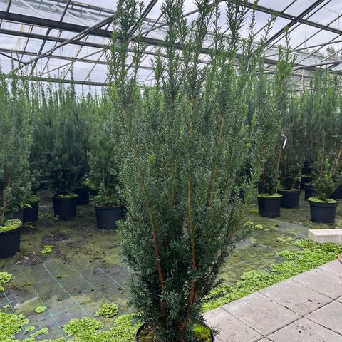 Taxus Hilli