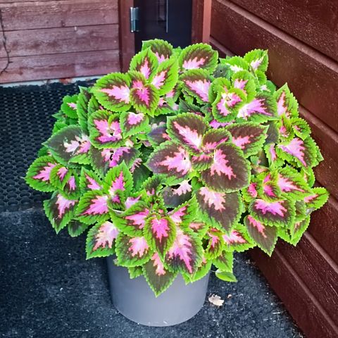 KOLEUS - coleus  - Store Planter