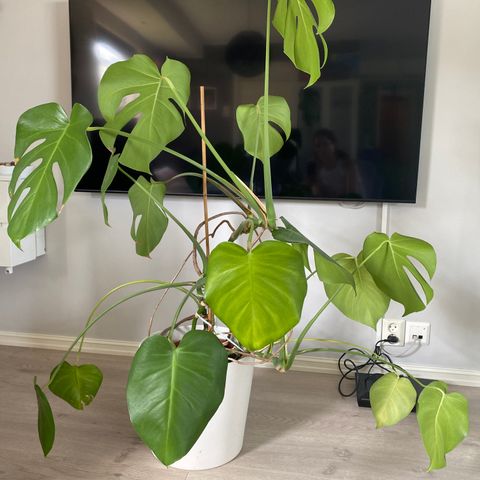 Monstera plante med potte selges