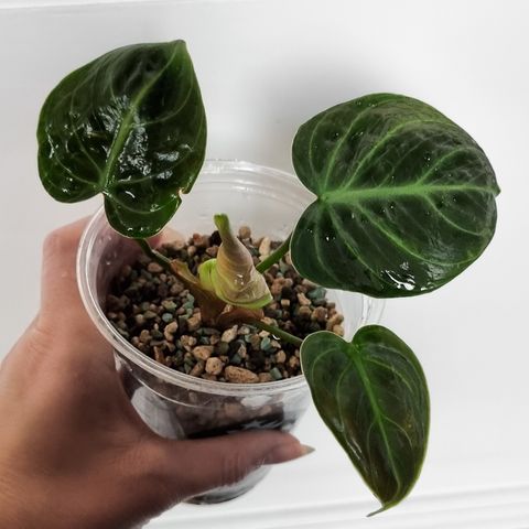 Philodendron El Choco Red