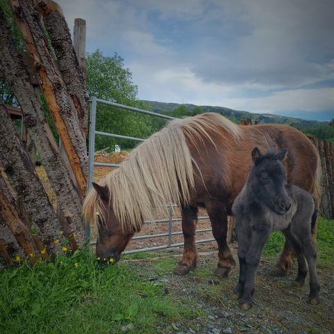 Standard shetland føll