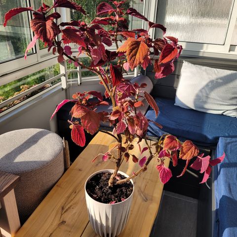 Coleus praktspragle med potte