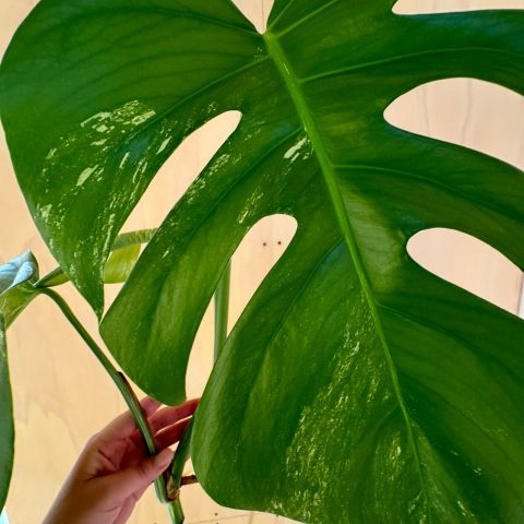 Monstera variegata toppstikling