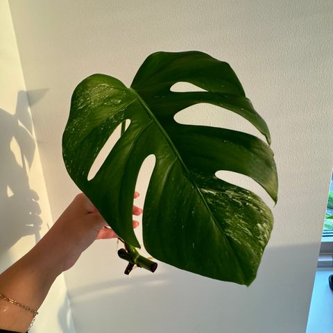 Monstera variegata stikling