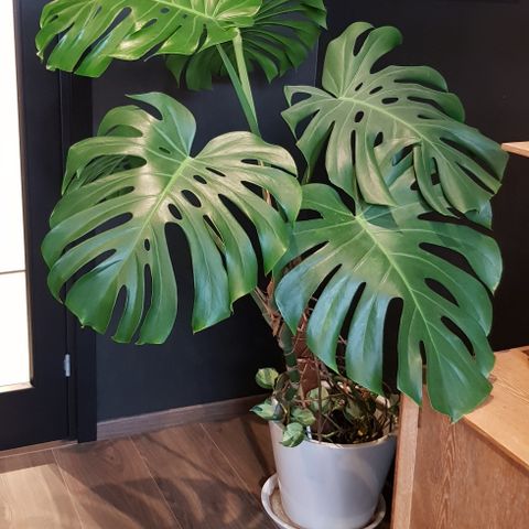 Stor monstera selges