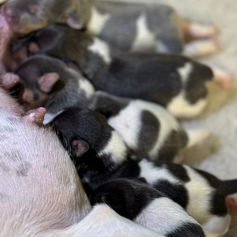 Terrier brasileiro / Brasseliansk Terrier❤️💙