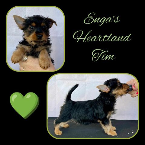 Silky Terrier valper til salgs, leveringsklare.