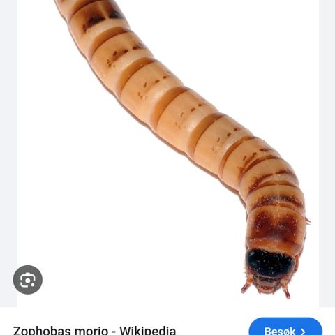 Zophobas