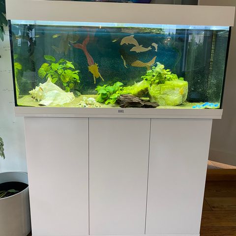 JUWEL AKVARIUM LED RIO 180 HVIT 180L