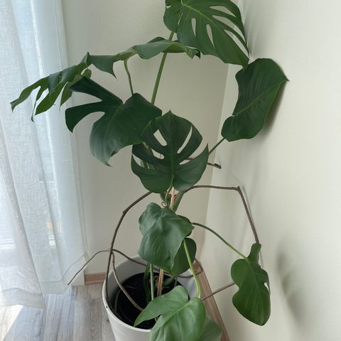 Monstera