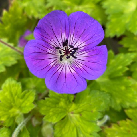 Store/fullvoksne planter av Storkenebb «Geranium Sweet Heidy» - Staude