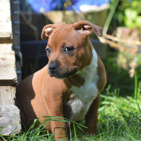 Stavenstaff søker fórvert til hannhund omgående