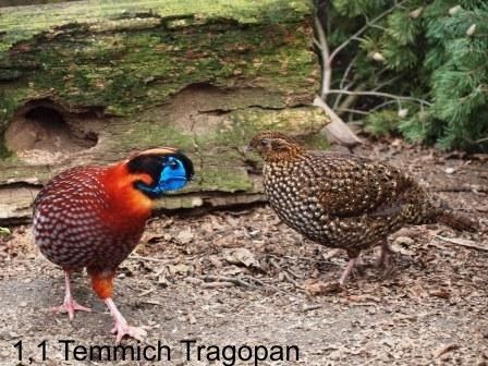 temmich Tragopan ønsker