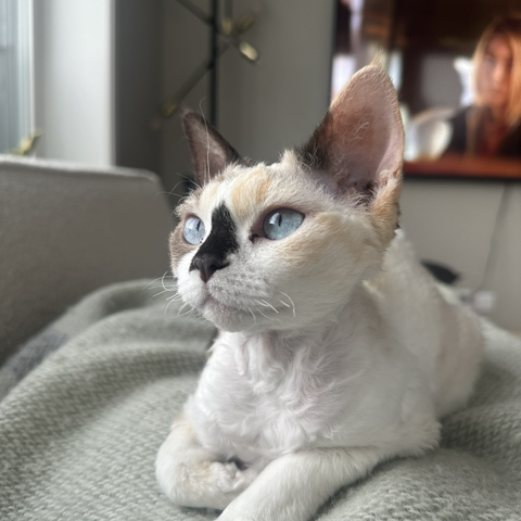 Reservert - to devon rex jenter