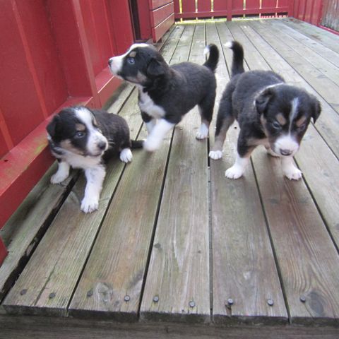 Border Collie valper selges