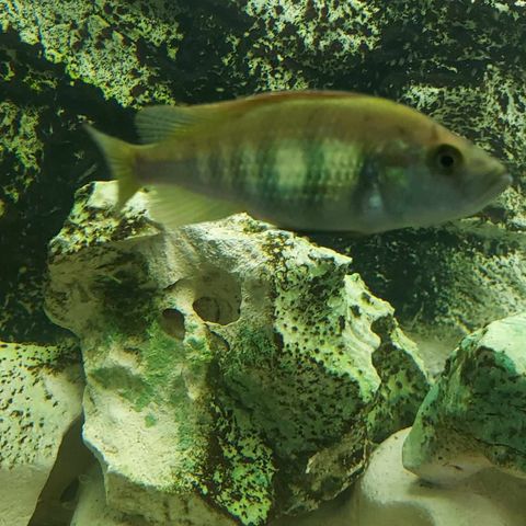 Haplochromis nyererei