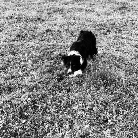 border collie gjeterhund Vurderes solgt.