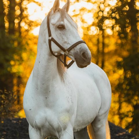 Spansk ridehest setter ut på helfor