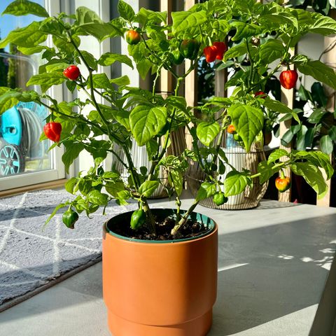 Trinidad Scorpion Chilli Pepper, inne plant 30-40 cm med frukter