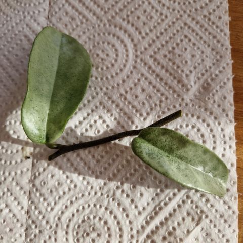 Hoya Carnosa Grey Ghost