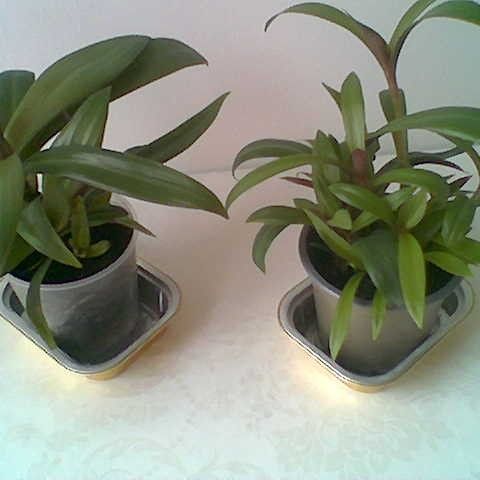 To Tradescantia Spathacea (husvandrer) kr. 25 pr. stk.