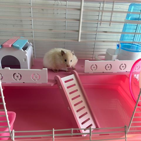 Hamster jenta 5 uker