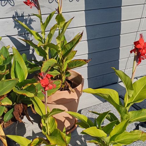 Store Canna - rød - staude - hage - blomster