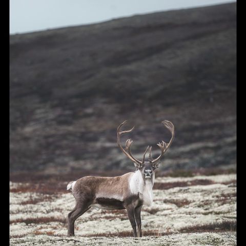 Reinsdyrjakt Haukeli/Hardangervidda