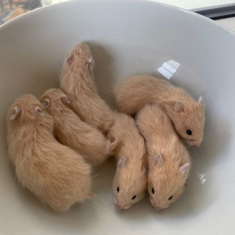 Hamsteriet hamsteroppdrett har fått kull med syrisk hamster