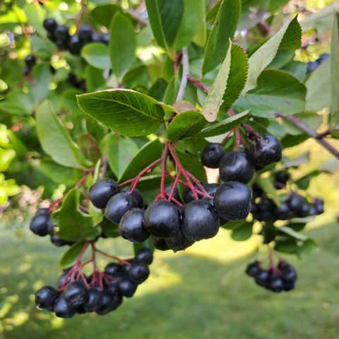 Aronia(svartsurbær). (Siste mulighet)