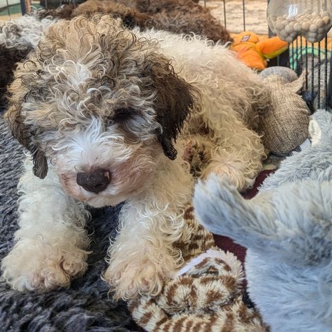 Lagotto Romagnolo hannvalp