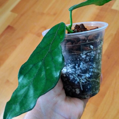 Hoya globulasa long leaf - rotet; m. ny vekst på vei