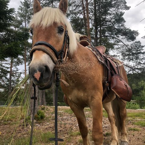 Forrytter/stallhjelp ønskes