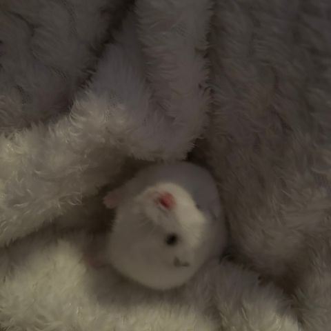 Dverg hamster