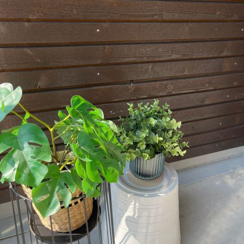 Falske planter