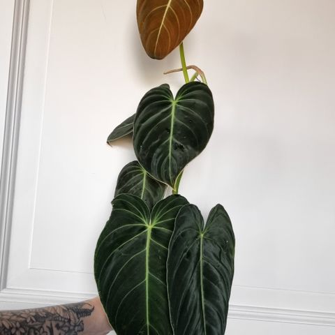 Philodendron Melanochrysum