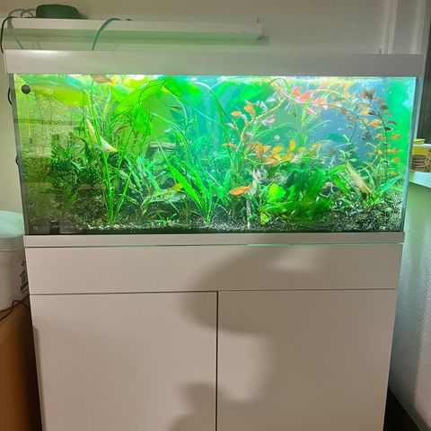 Akvastabil Element 180 L med mye utstyr fisk og planter