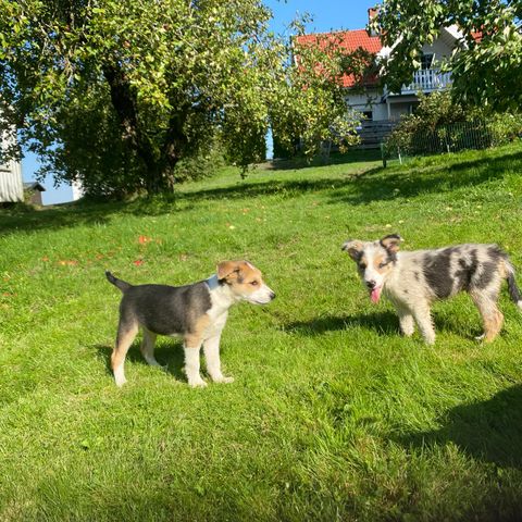 NKK registrerte Border Collie valper (leveringsklare)