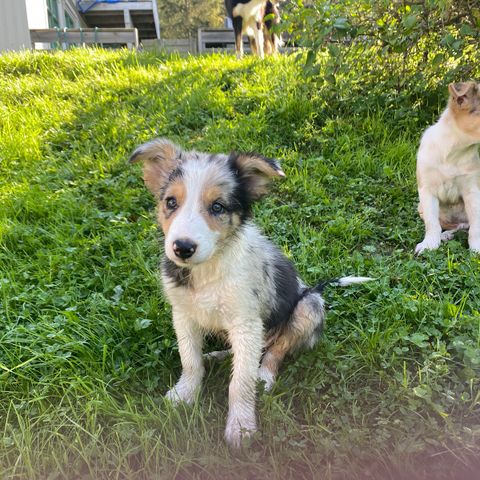 NKK registrerte Border Collie valper (leveringsklare)