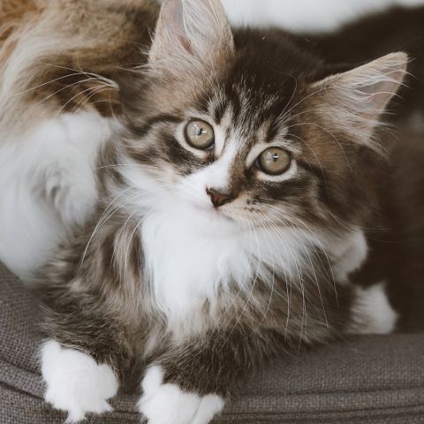 Vakre sosialiserte mainecoon mix