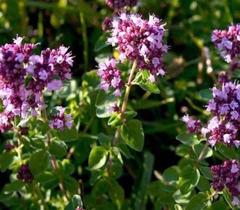 Oregano/Bergmynte «Origanum vulgare» - Flerårig spiselig staude