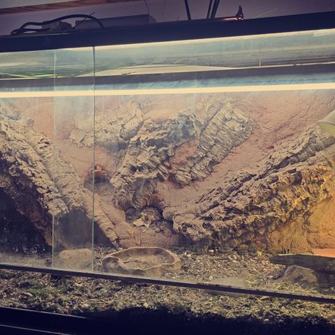 Terrarium med skjeggagam og uromastyx