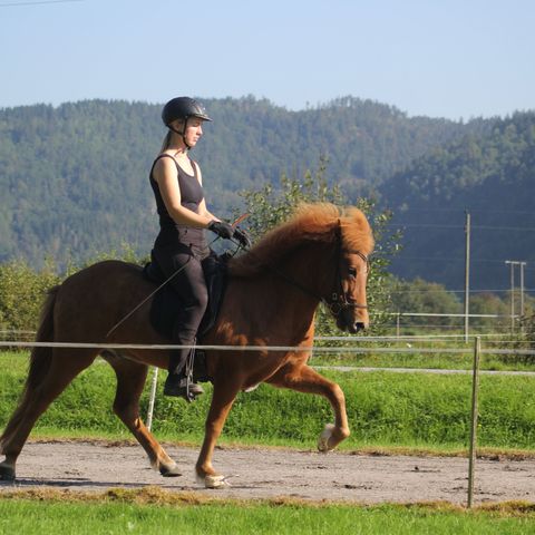 Trivelig Islandshest vallak for kombinert bruk.