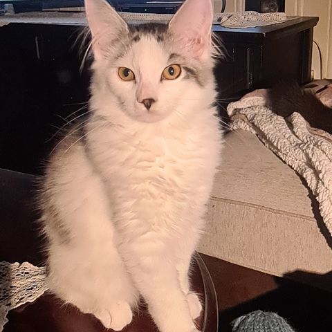 Maine coon/Norsk Skogskatt