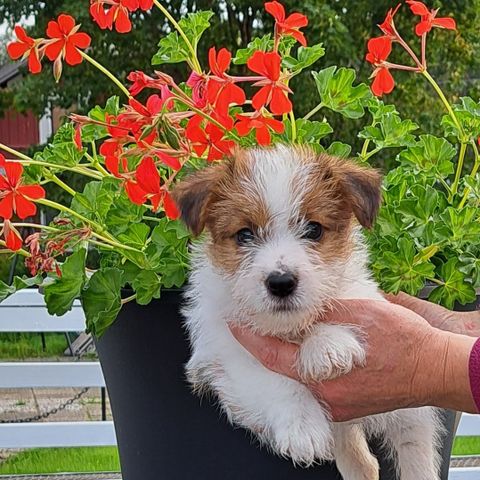 Jack Russell terrier NKK reg