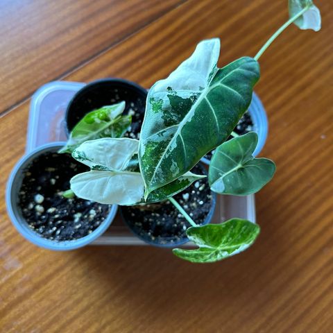 Alocasia Frydek variegata