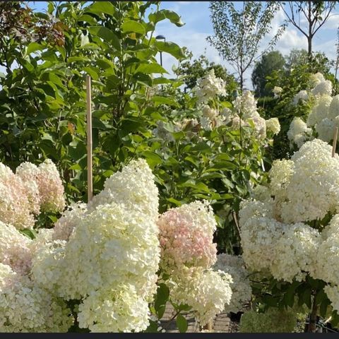 Syrin hortensia