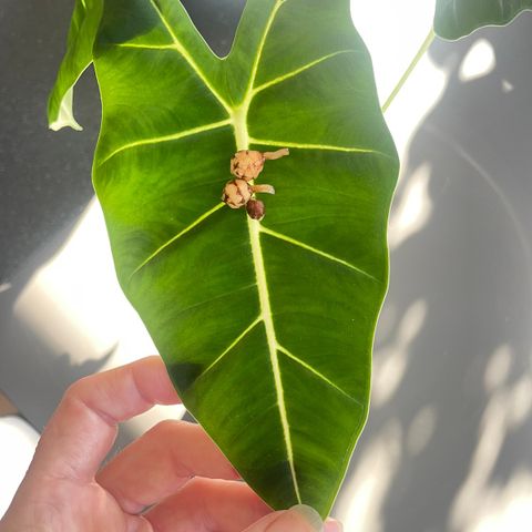 Alocasia frydek knoller